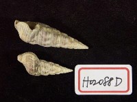 藏品(煖鍋螺)的圖片